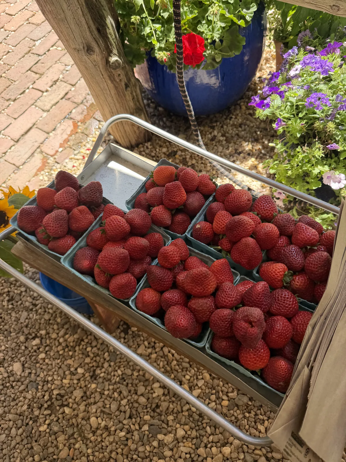 Baskets of fresh strawberries on a cart at a farm stand, with sunflowers and potted geraniums at Comfort Cove Senior Living in West Bloomfield, MI